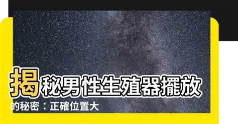 陰莖擺放位置|解剖學